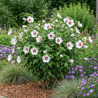 Heesters - Hibiscus syriacus Hamabo - Weinig Onderhoud - Forestbloom