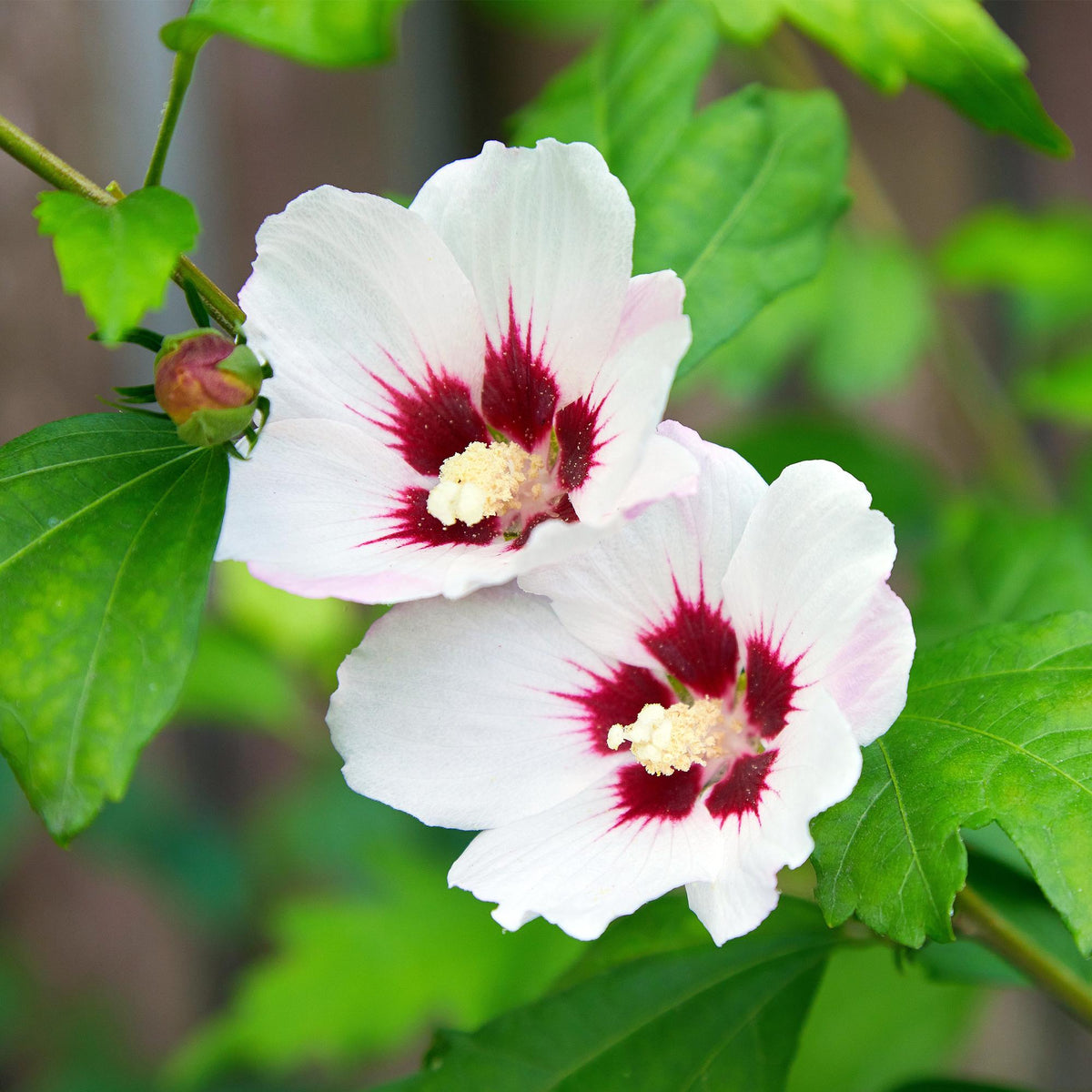 Heesters - Hibiscus syriacus Hamabo - Weinig Onderhoud - Forestbloom