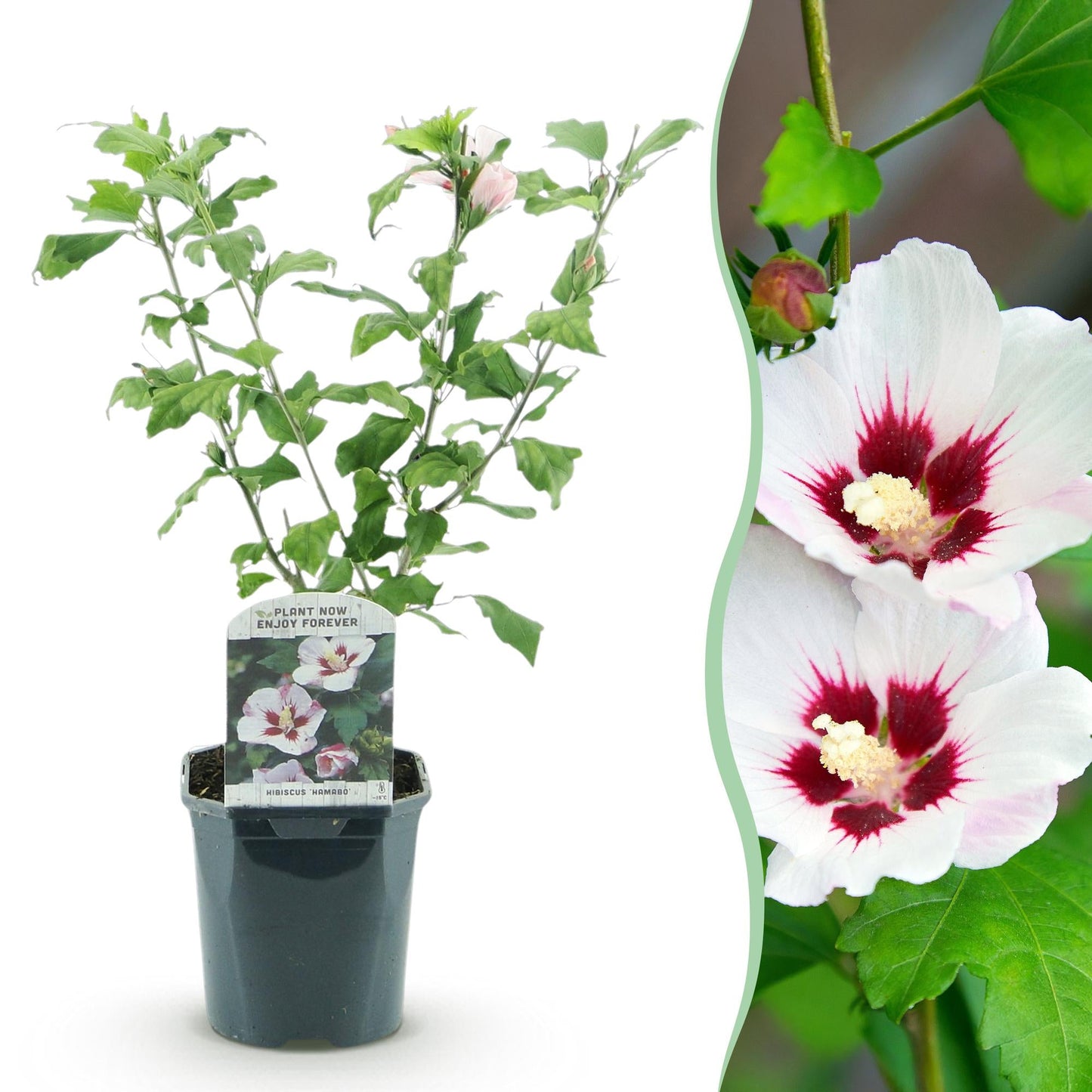 Heesters - Hibiscus syriacus Hamabo - Weinig Onderhoud - Forestbloom
