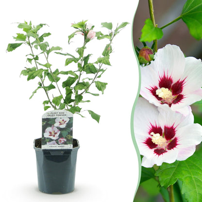Heesters - Hibiscus syriacus Hamabo - Weinig Onderhoud - Forestbloom