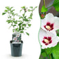 Heesters - Hibiscus syriacus Hamabo - Weinig Onderhoud - Forestbloom