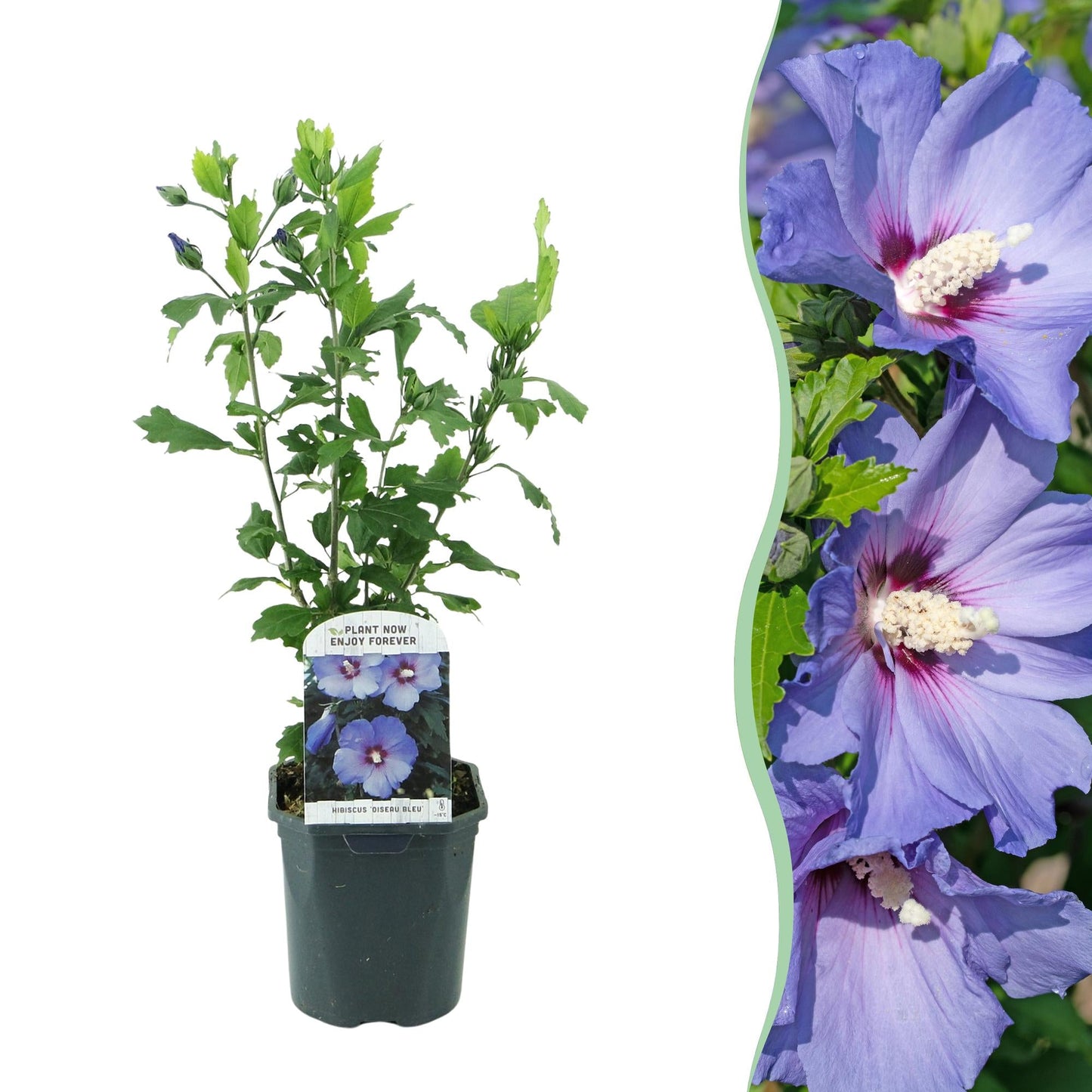 Heesters - Hibiscus syriacus Oiseau Blue - Weinig Onderhoud - Forestbloom