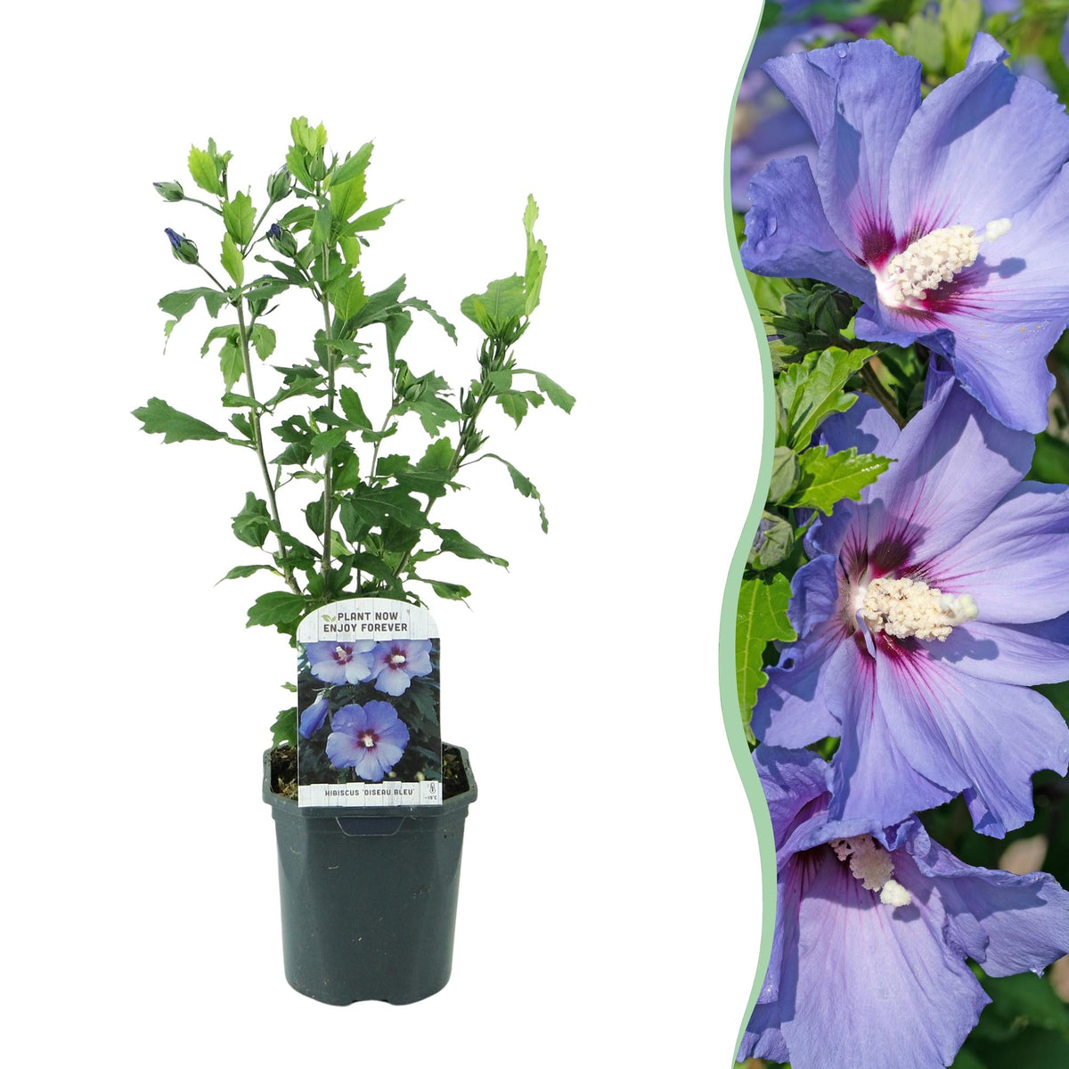 Heesters - Hibiscus syriacus Oiseau Blue - Weinig Onderhoud - Forestbloom