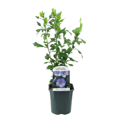 Heesters - Hibiscus syriacus Oiseau Blue - Weinig Onderhoud - Forestbloom