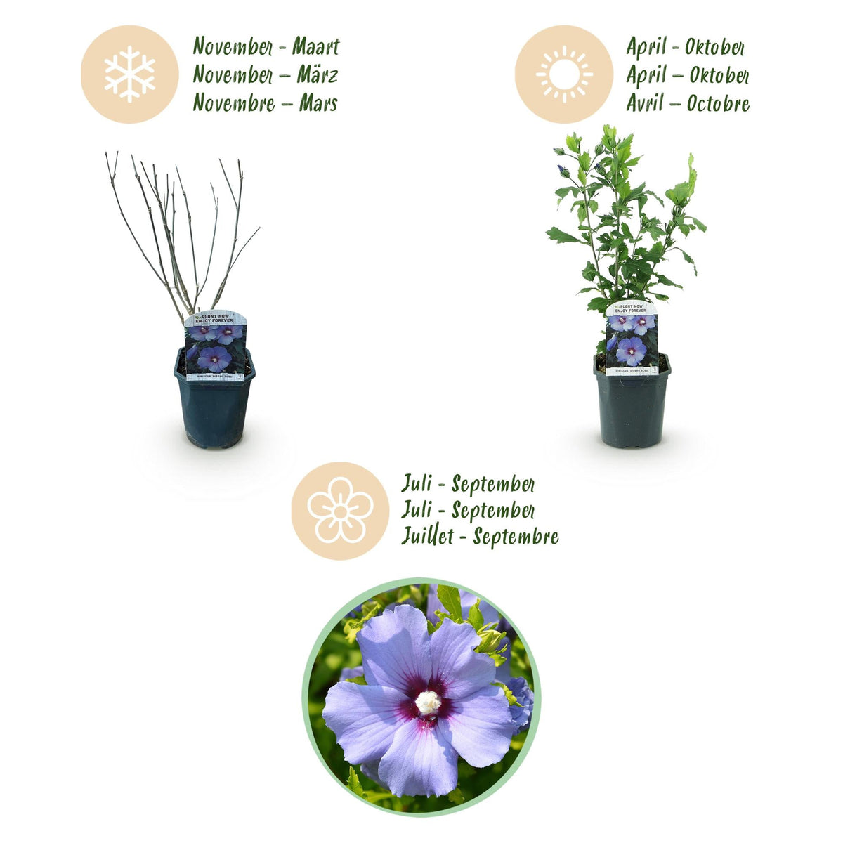 Heesters - Hibiscus syriacus Oiseau Blue - Weinig Onderhoud - Forestbloom