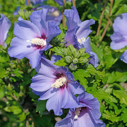 Heesters - Hibiscus syriacus Oiseau Blue - Weinig Onderhoud - Forestbloom