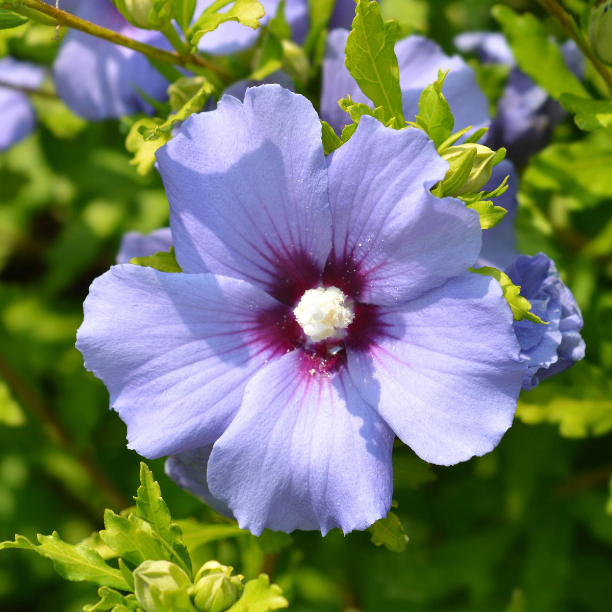 Heesters - Hibiscus syriacus Oiseau Blue - Weinig Onderhoud - Forestbloom