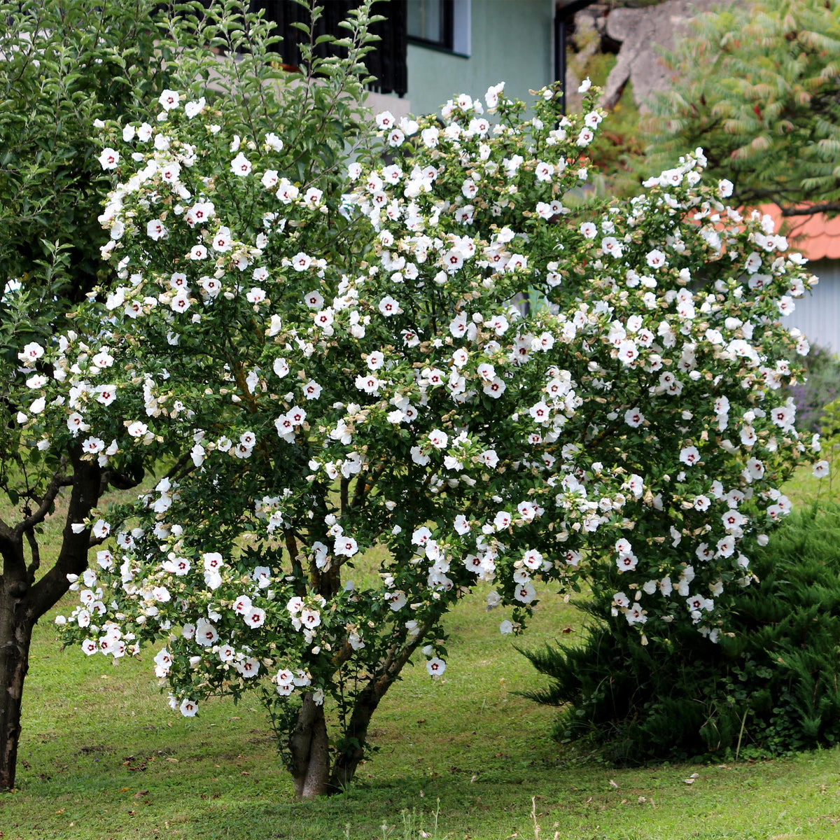 Heesters - Hibiscus syriacus Red Heart - Weinig Onderhoud - Forestbloom