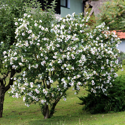 Heesters - Hibiscus syriacus Red Heart - Weinig Onderhoud - Forestbloom