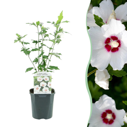 Heesters - Hibiscus syriacus Red Heart - Weinig Onderhoud - Forestbloom