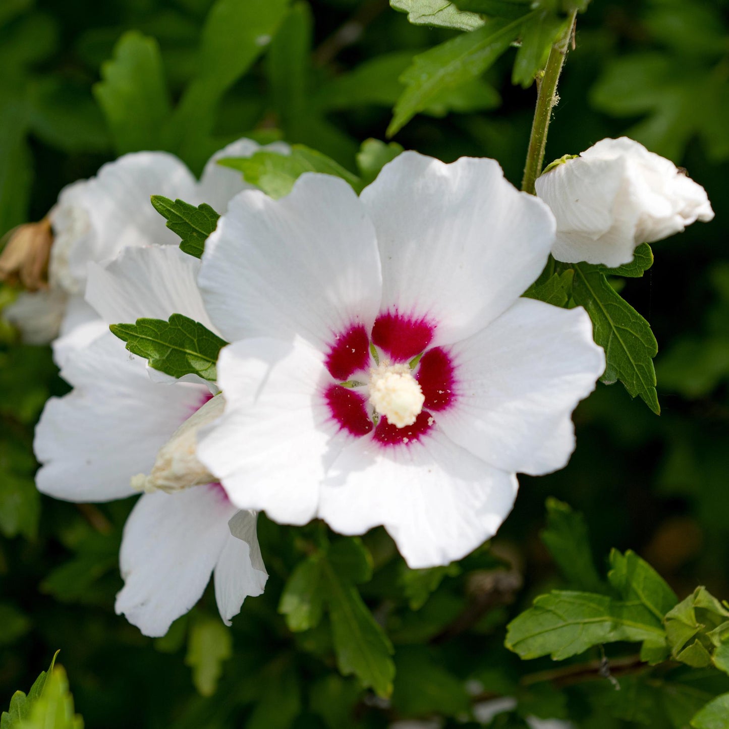 Heesters - Hibiscus syriacus Red Heart - Weinig Onderhoud - Forestbloom