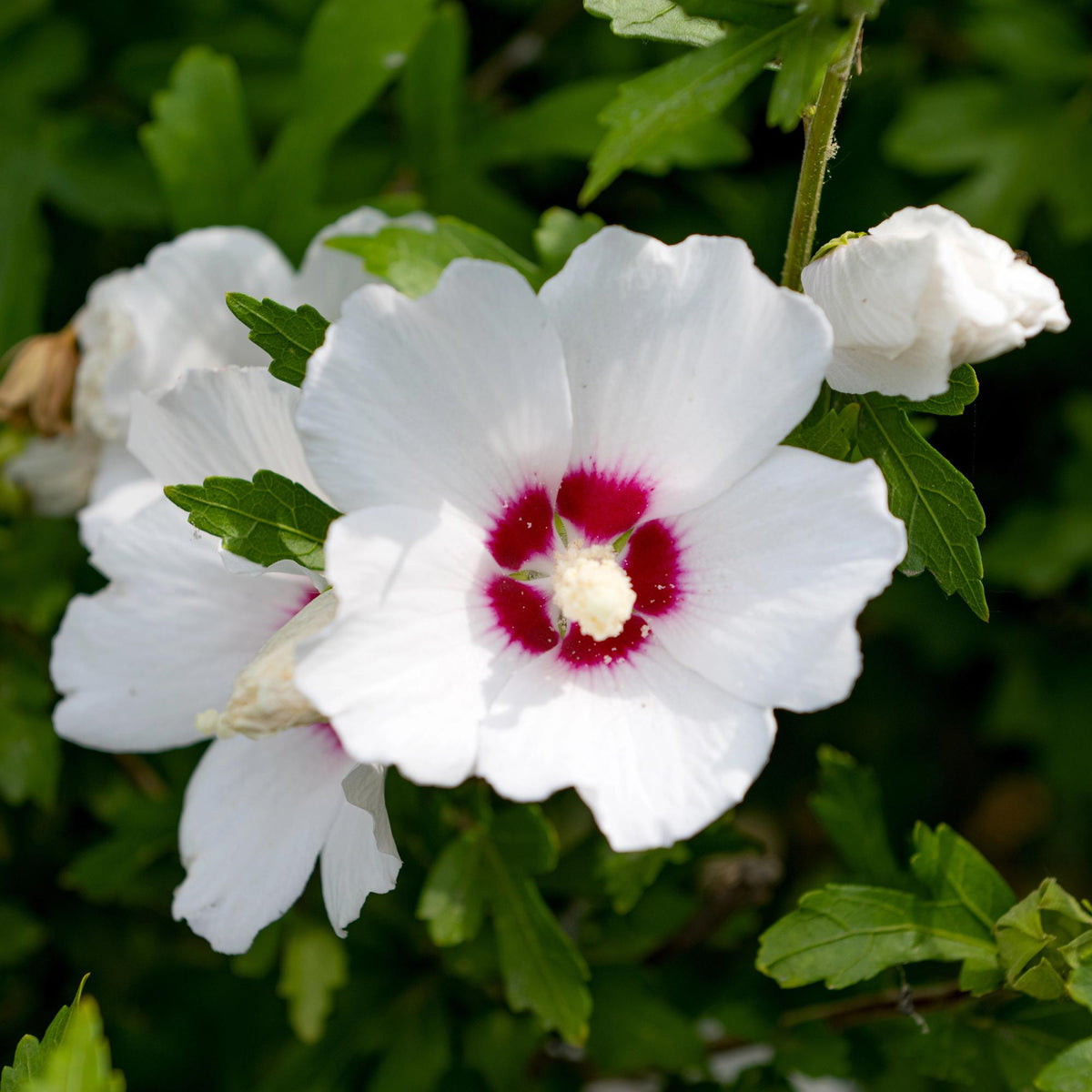 Heesters - Hibiscus syriacus Red Heart - Weinig Onderhoud - Forestbloom