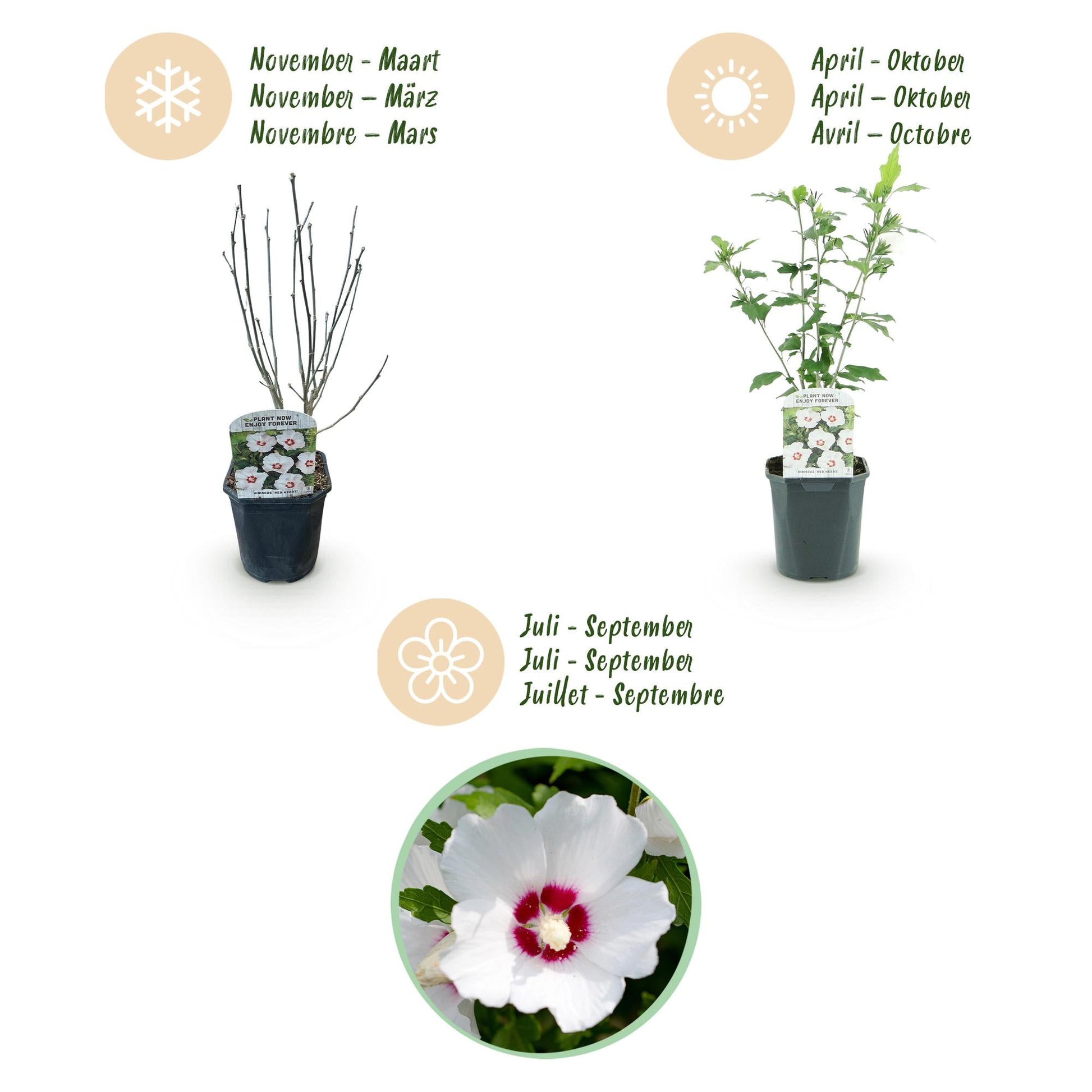 Heesters - Hibiscus syriacus Red Heart - Weinig Onderhoud - Forestbloom
