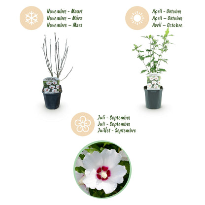 Heesters - Hibiscus syriacus Red Heart - Weinig Onderhoud - Forestbloom