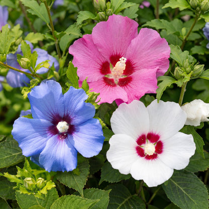 Heesters - Hibiscus syriacus Tricolour - 3 Planten - Weinig Onderhoud - Forestbloom
