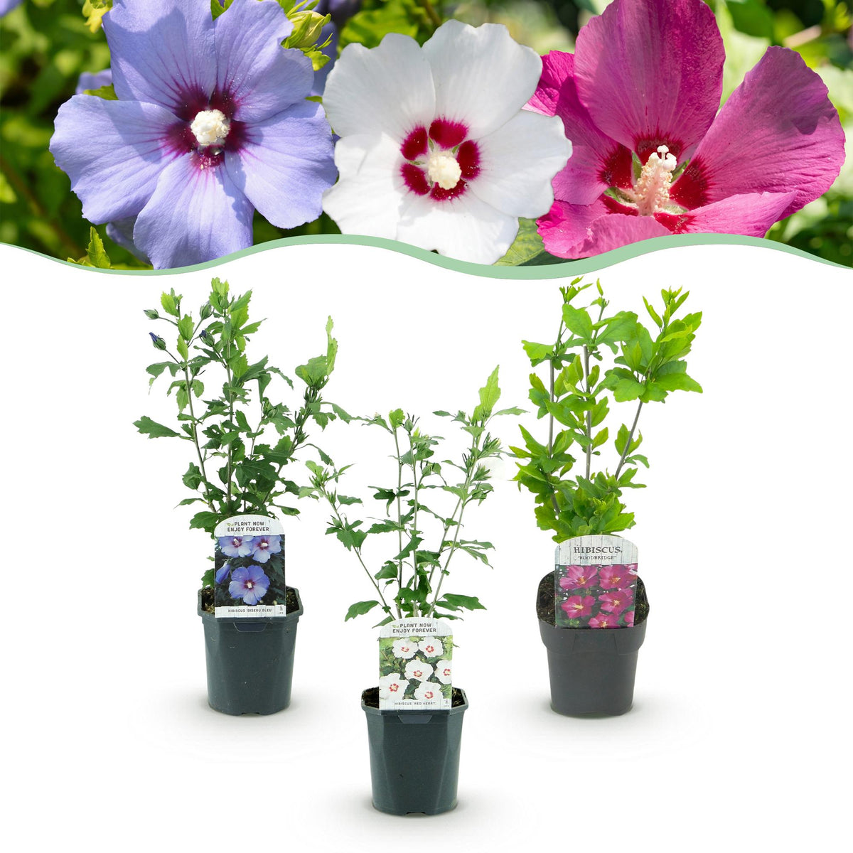 Heesters - Hibiscus syriacus Tricolour - 3 Planten - Weinig Onderhoud - Forestbloom