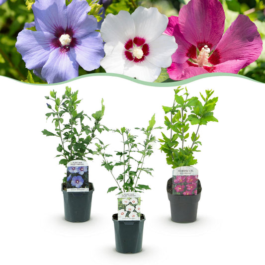 Heesters - Hibiscus syriacus Tricolour - 3 Planten - Weinig Onderhoud - Forestbloom