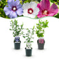 Heesters - Hibiscus syriacus Tricolour - 3 Planten - Weinig Onderhoud - Forestbloom
