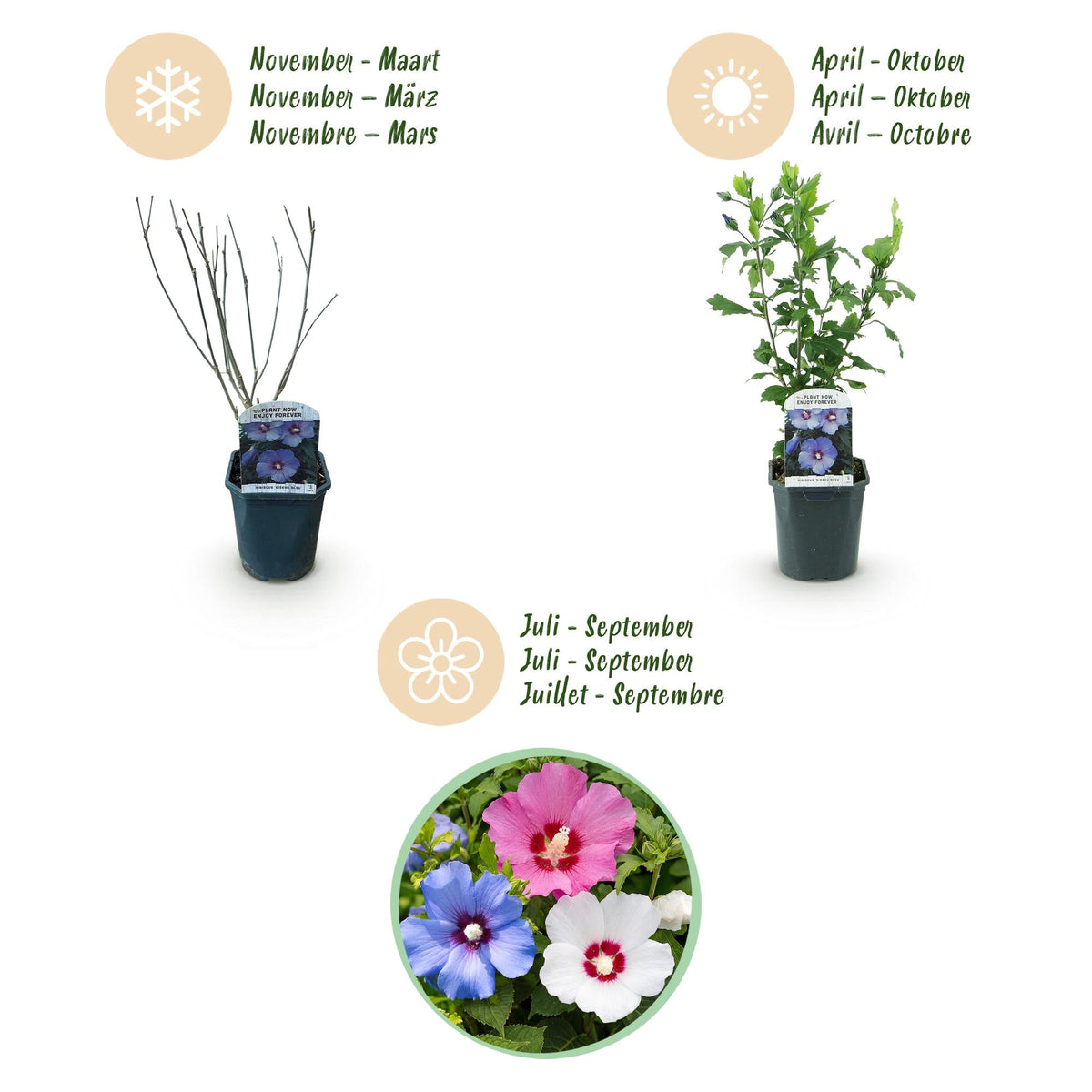 Heesters - Hibiscus syriacus Tricolour - 3 Planten - Weinig Onderhoud - Forestbloom