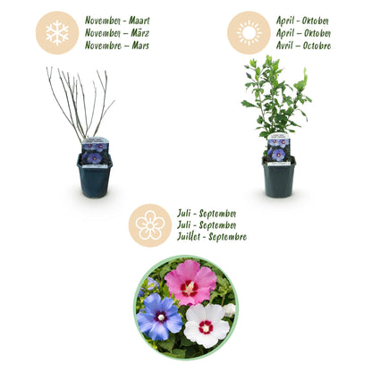 Heesters - Hibiscus syriacus Tricolour - 3 Planten - Weinig Onderhoud - Forestbloom