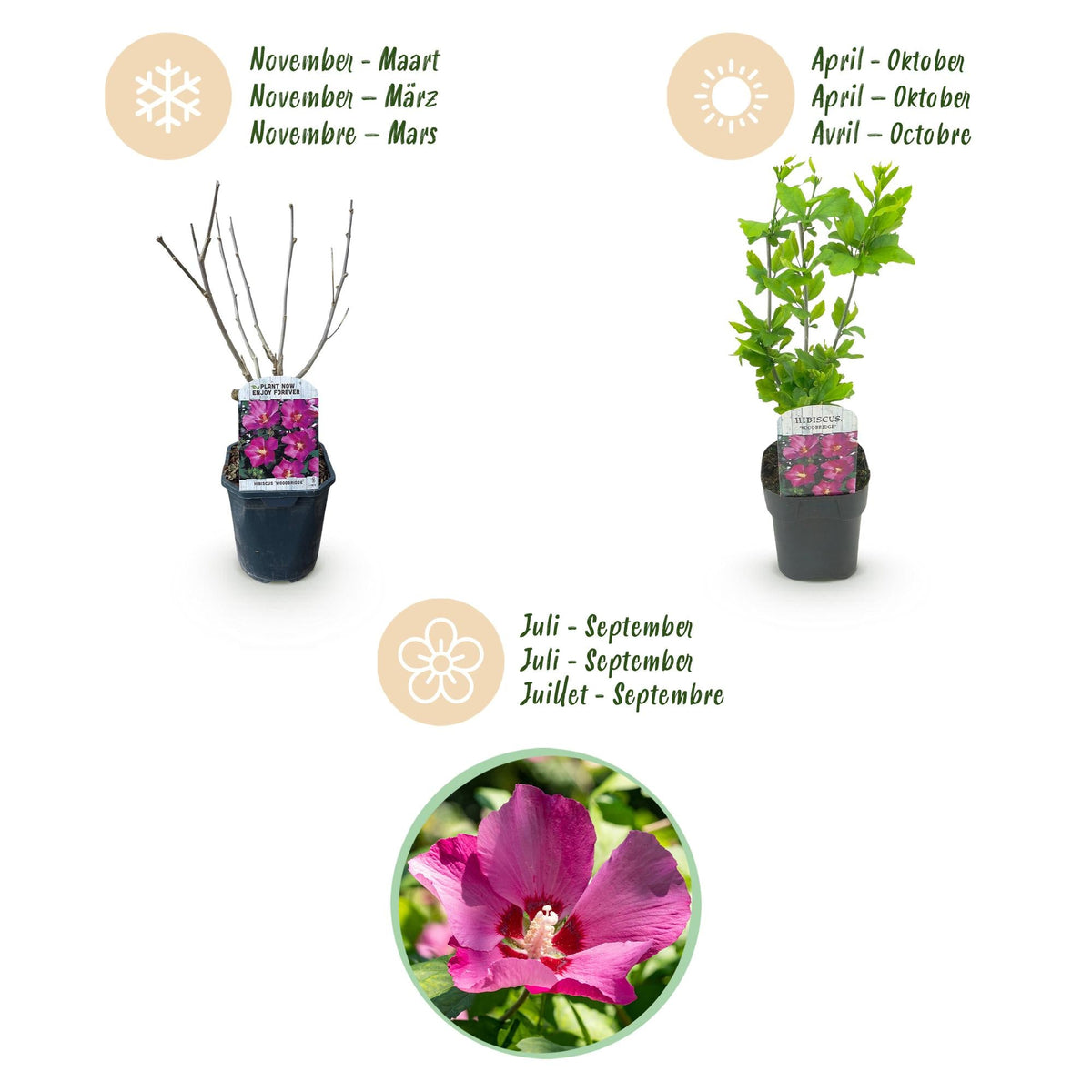 Heesters - Hibiscus syriacus Woodbridge - Weinig Onderhoud - Forestbloom