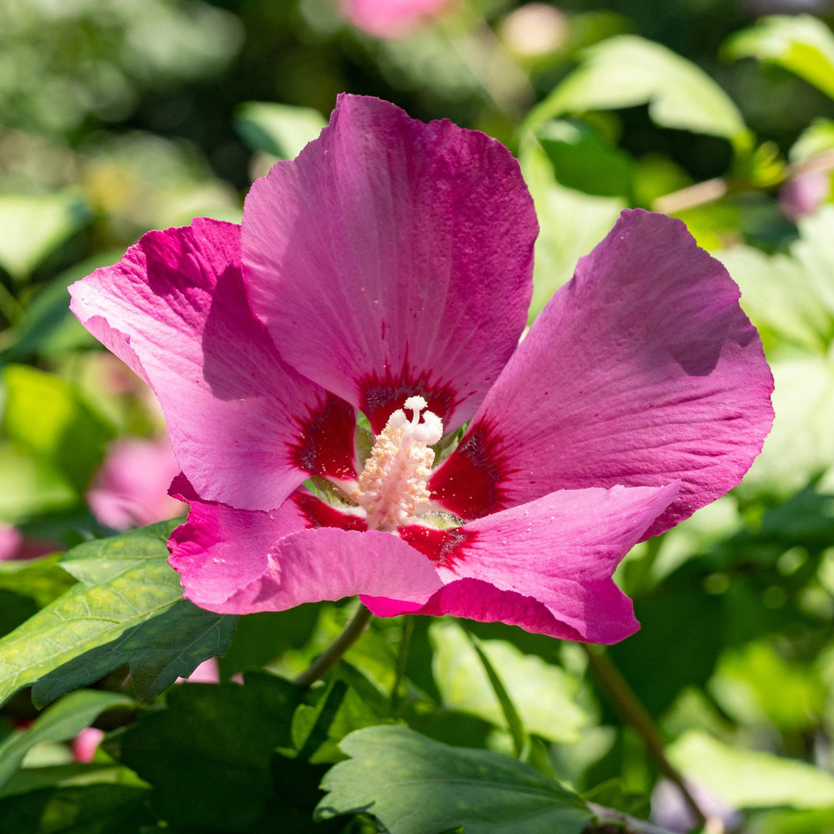 Heesters - Hibiscus syriacus Woodbridge - Weinig Onderhoud - Forestbloom