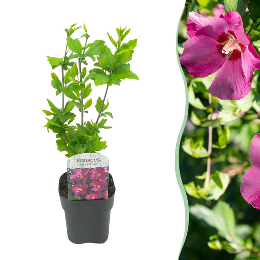 Heesters - Hibiscus syriacus Woodbridge - Weinig Onderhoud - Forestbloom