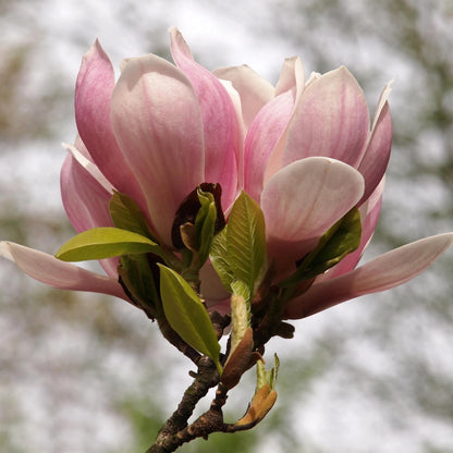 Heesters - Magnolia Soulangiana - Weinig Onderhoud - Forestbloom