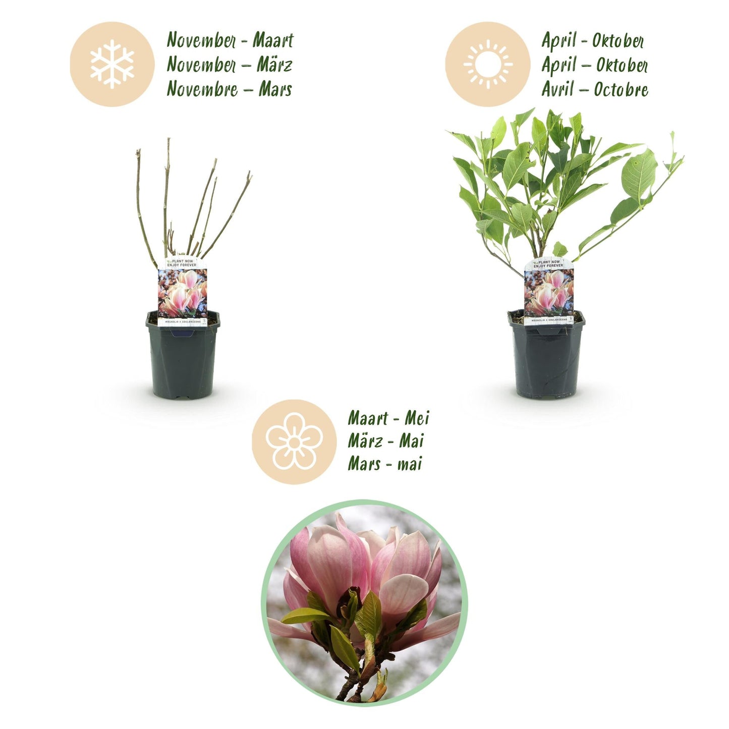 Heesters - Magnolia Soulangiana - Weinig Onderhoud - Forestbloom