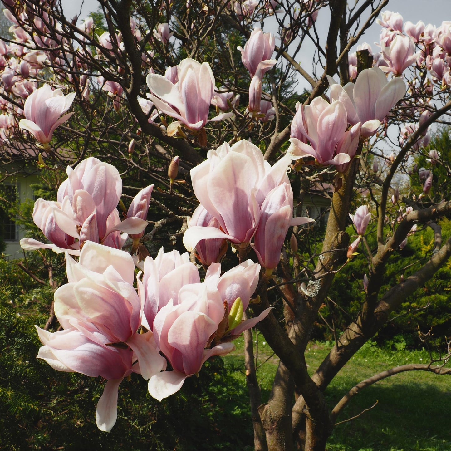 Heesters - Magnolia Soulangiana - Weinig Onderhoud - Forestbloom