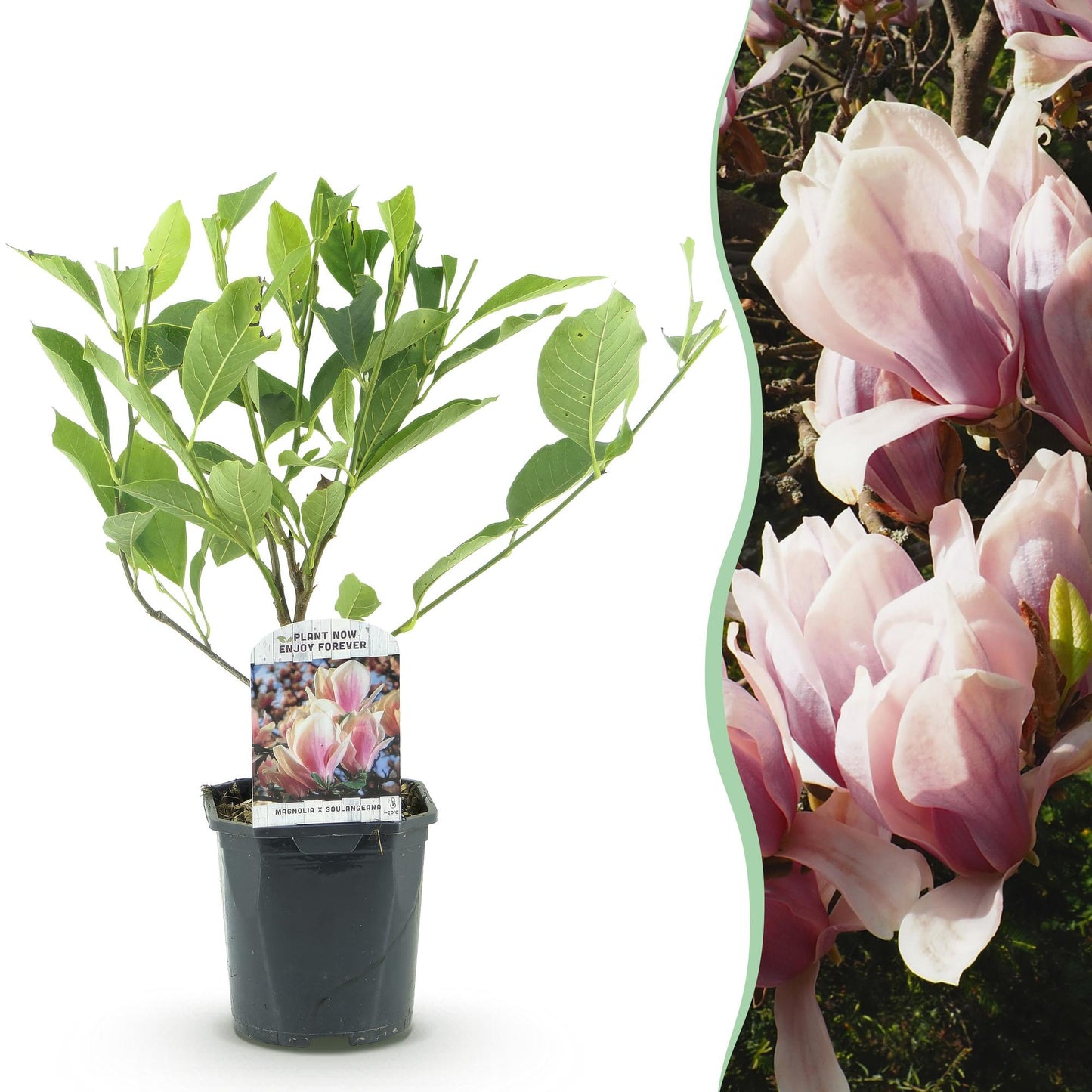 Heesters - Magnolia Soulangiana - Weinig Onderhoud - Forestbloom