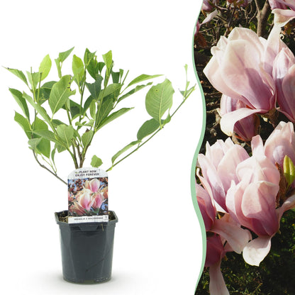 Heesters - Magnolia Soulangiana - Weinig Onderhoud - Forestbloom