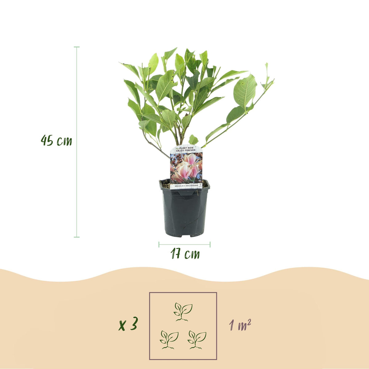 Heesters - Magnolia Soulangiana - Weinig Onderhoud - Forestbloom