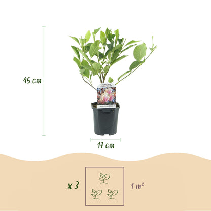 Heesters - Magnolia Soulangiana - Weinig Onderhoud - Forestbloom