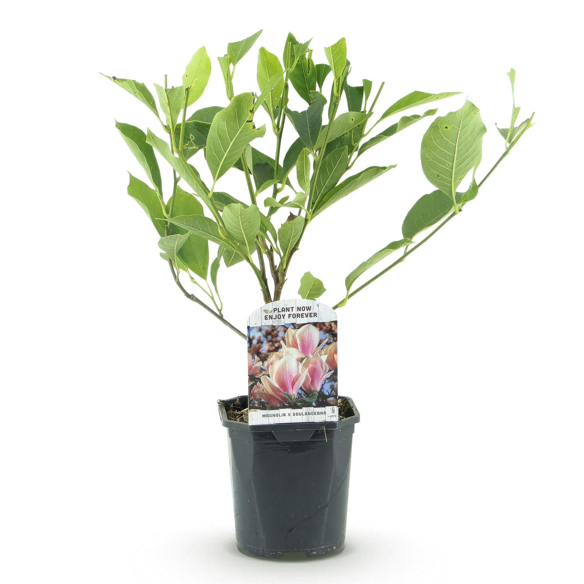 Heesters - Magnolia Soulangiana - Weinig Onderhoud - Forestbloom