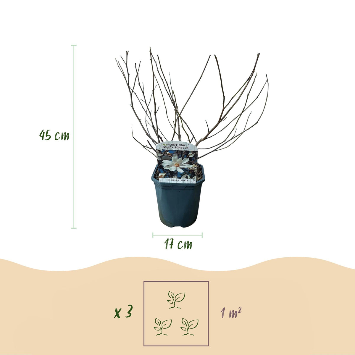 Heesters - Magnolia Stellata - Weinig Onderhoud - Forestbloom
