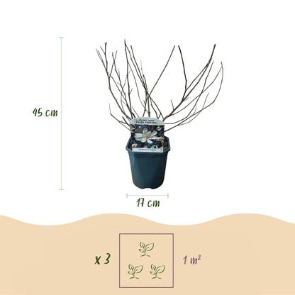 Heesters - Magnolia Stellata - Weinig Onderhoud - Forestbloom