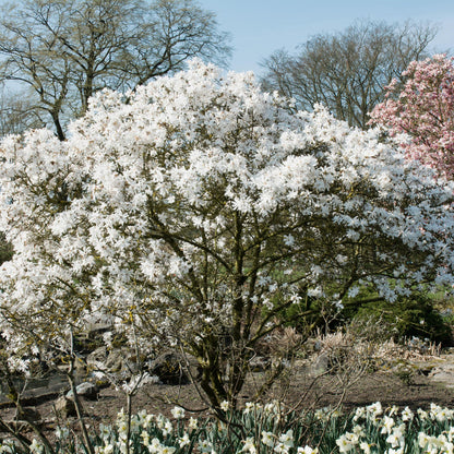 Heesters - Magnolia Stellata - Weinig Onderhoud - Forestbloom