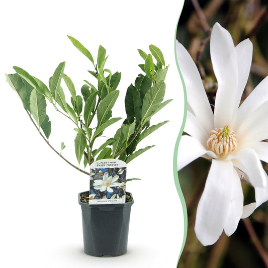 Heesters - Magnolia Stellata - Weinig Onderhoud - Forestbloom
