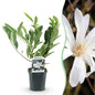 Heesters - Magnolia Stellata - Weinig Onderhoud - Forestbloom