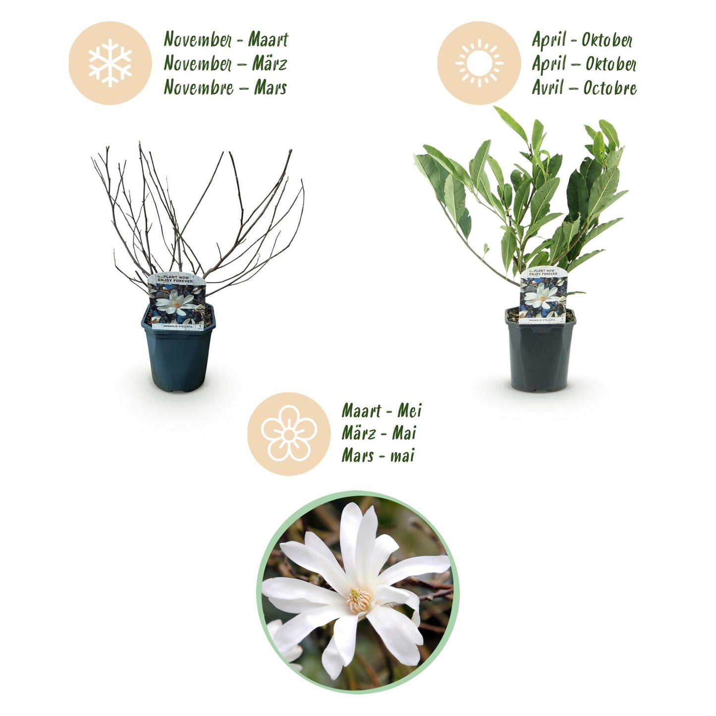Heesters - Magnolia Stellata - Weinig Onderhoud - Forestbloom