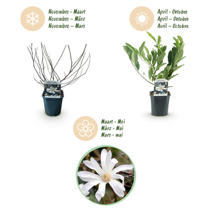 Heesters - Magnolia Stellata - Weinig Onderhoud - Forestbloom