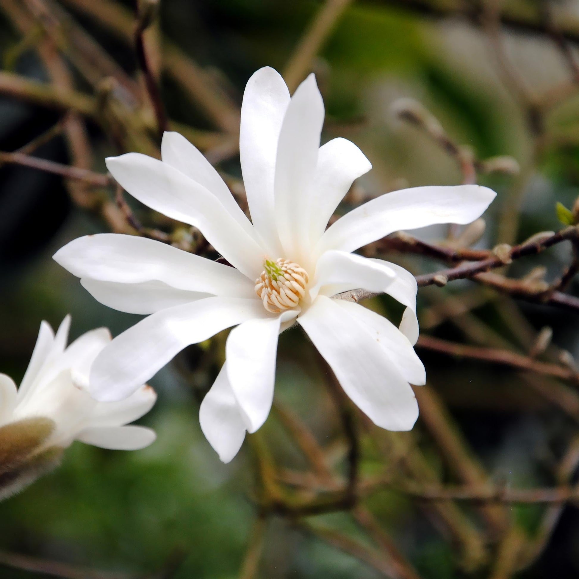 Heesters - Magnolia Stellata - Weinig Onderhoud - Forestbloom