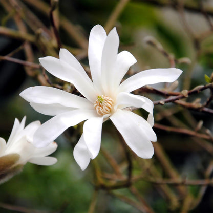 Heesters - Magnolia Stellata - Weinig Onderhoud - Forestbloom