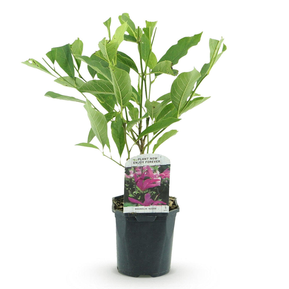 Heesters - Magnolia Susan - Weinig Onderhoud - Forestbloom