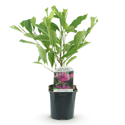 Heesters - Magnolia Susan - Weinig Onderhoud - Forestbloom