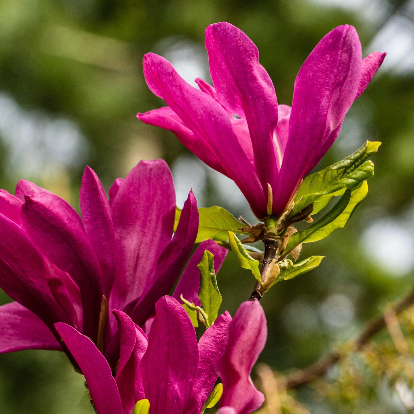 Heesters - Magnolia Susan - Weinig Onderhoud - Forestbloom