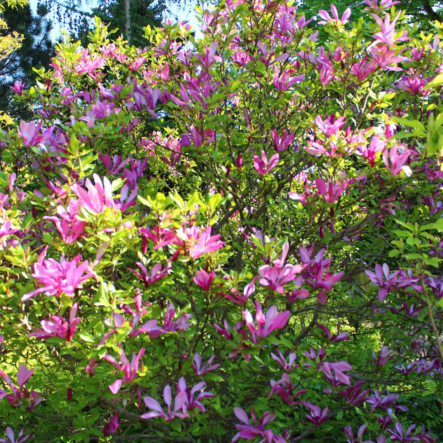 Heesters - Magnolia Susan - Weinig Onderhoud - Forestbloom
