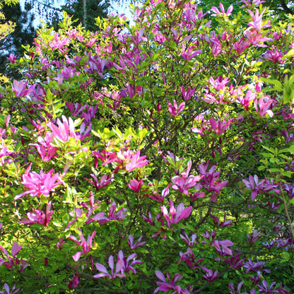 Heesters - Magnolia Susan - Weinig Onderhoud - Forestbloom
