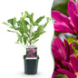 Heesters - Magnolia Susan - Weinig Onderhoud - Forestbloom